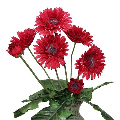 1B778R Gerber Daisy Red