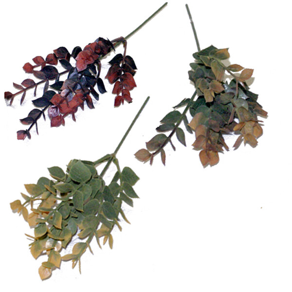 1B804 Eucalyptus Pk