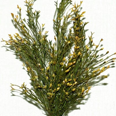 1B813 Twinkle Grass 1B813 Twinkle Grass