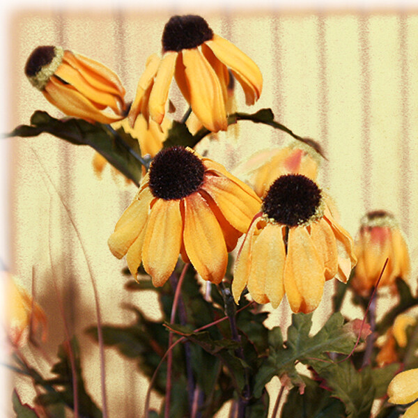 1B825 Black Eyed Susans
