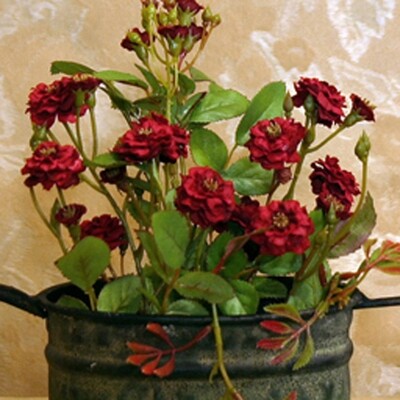 1B829 Red Wild Rose