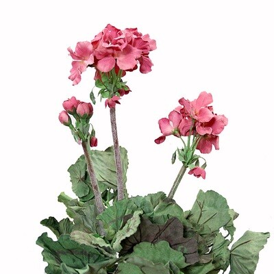 1B852S Geranium Salmon Small
