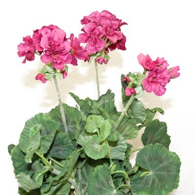 1B852M Geranium Magenta Small