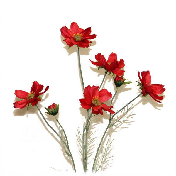 1B882 Cosmos Flame