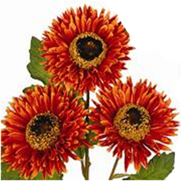1B902 Gerber Daisy - Russet