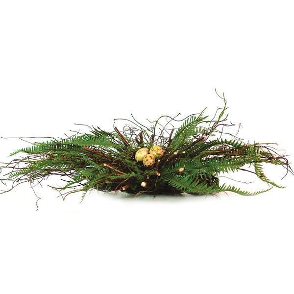 1B969 Bird Nest Fern Cluster