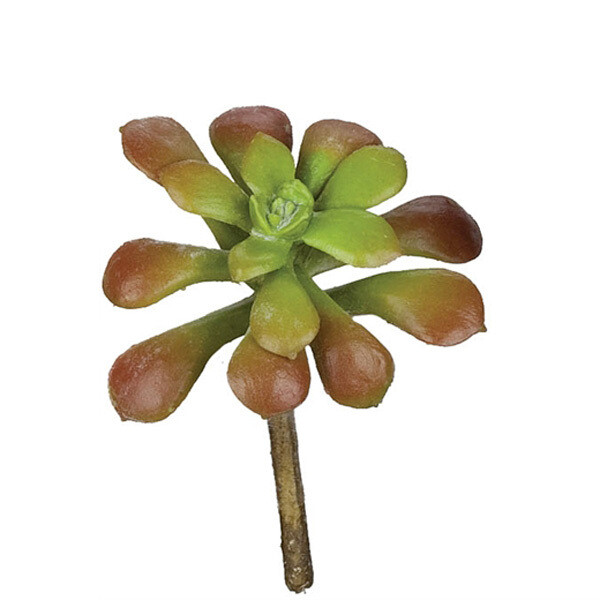 1B983 Aeonium