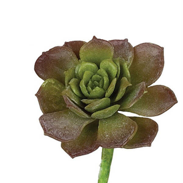 1B985 Echeveria Pur