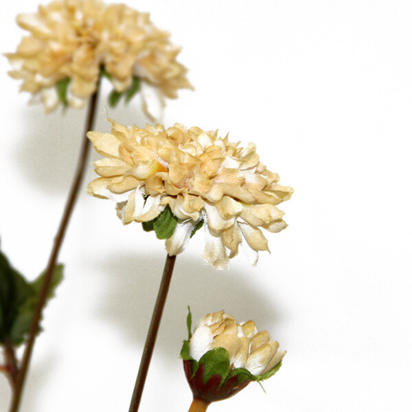 1BF040 Pom Pom Mum Beige
