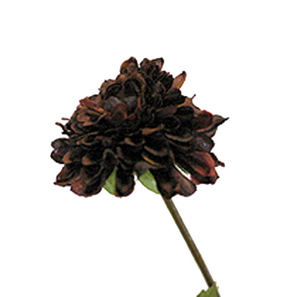 1BF041 Pom Pom Mum Chocolate
