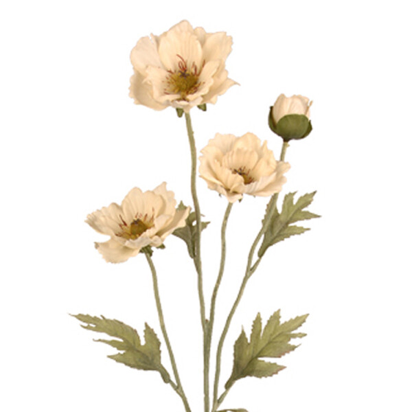 1BF082 Poppy Parchment