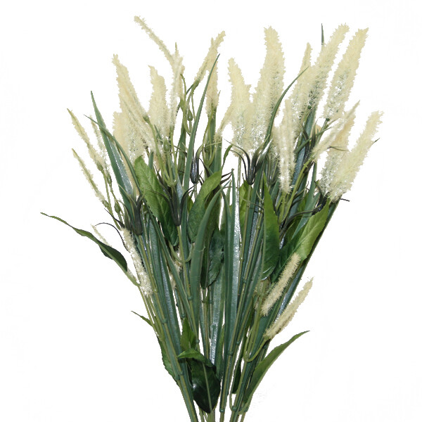 1BF849C Foxtail Cream