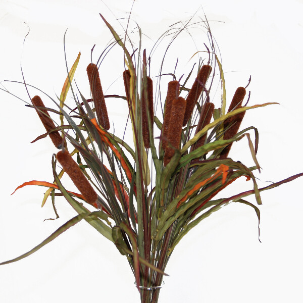 1BF848B Cattails Brown