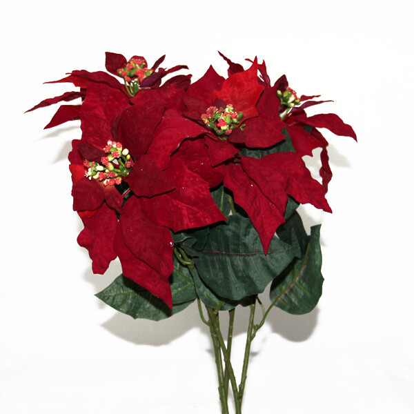 1BW012R Red Poinsettia