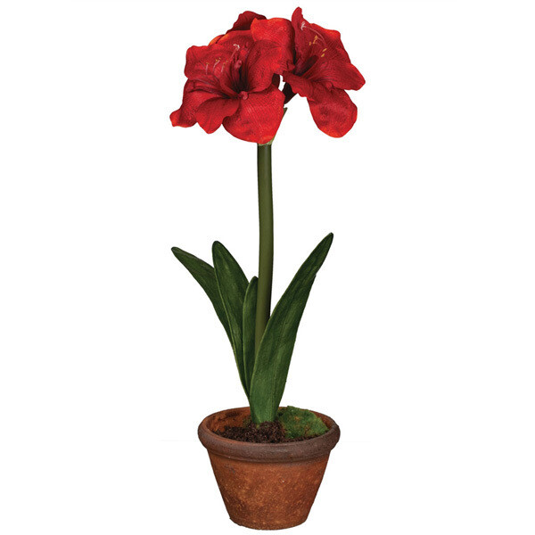 1BW100 Potted Amaryllis