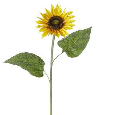 1B083 Sunflower