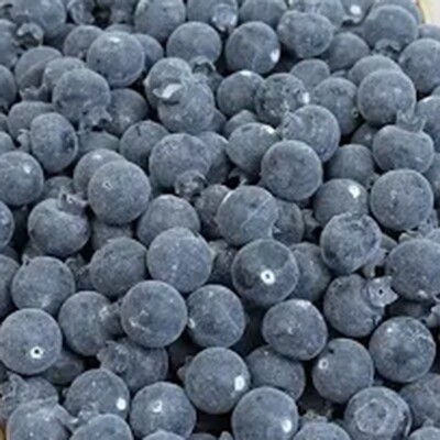 LG105 Blueberrys