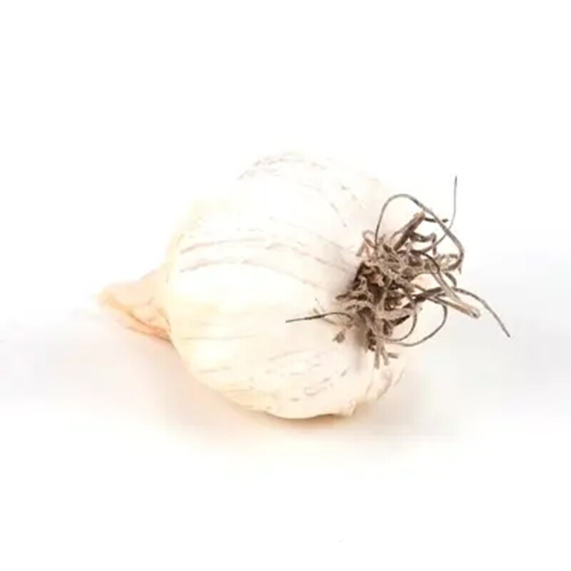 LG096 Garlic Bulb