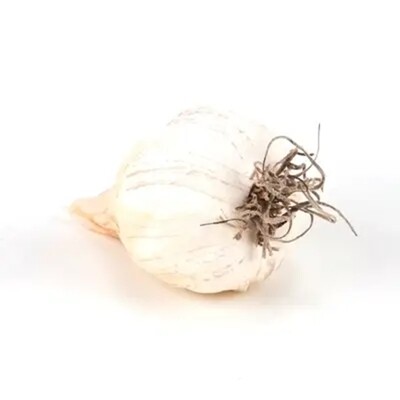 LG096 Garlic Bulb