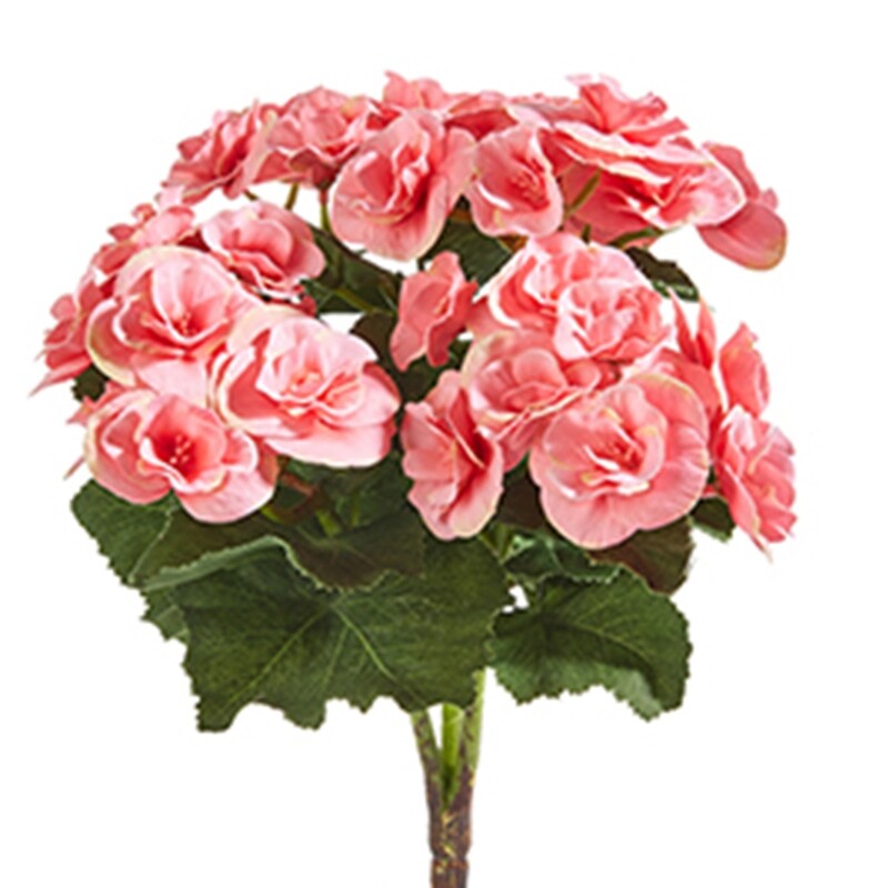 1B231 ​Pink Begonia Bush