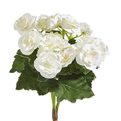 1B233 White Begonia Bush