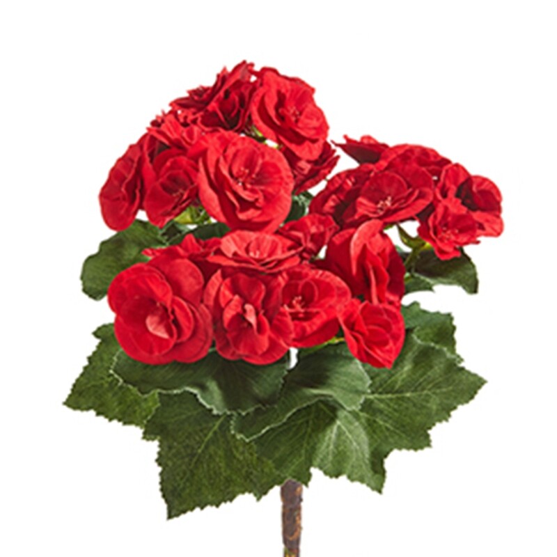 1B232 Red Begonia Bush