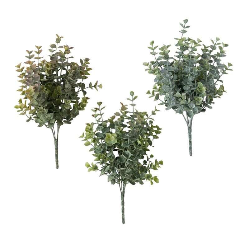 1B243 Euc Eucalyptus Bush