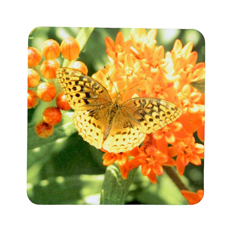 Z0BFlyC Butterfly Coaster