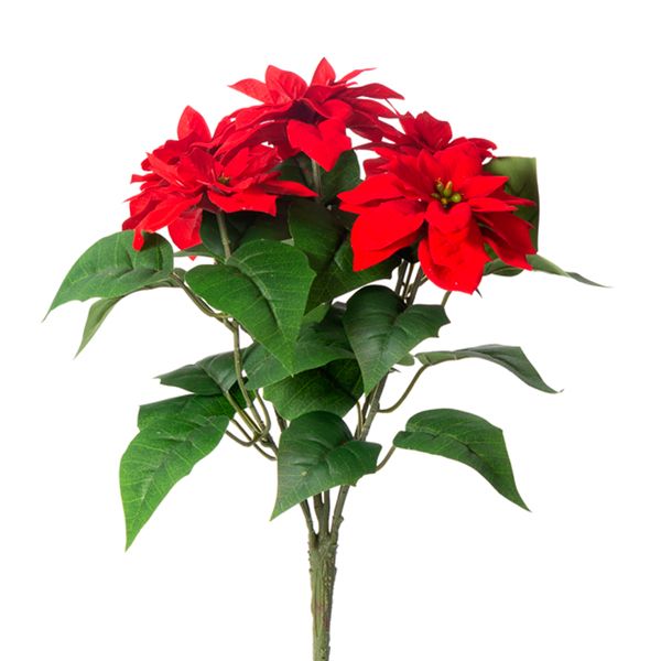 1BW323 Poinsettia