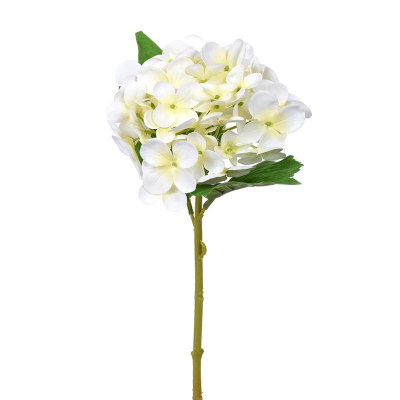 1B285 Hydrangea