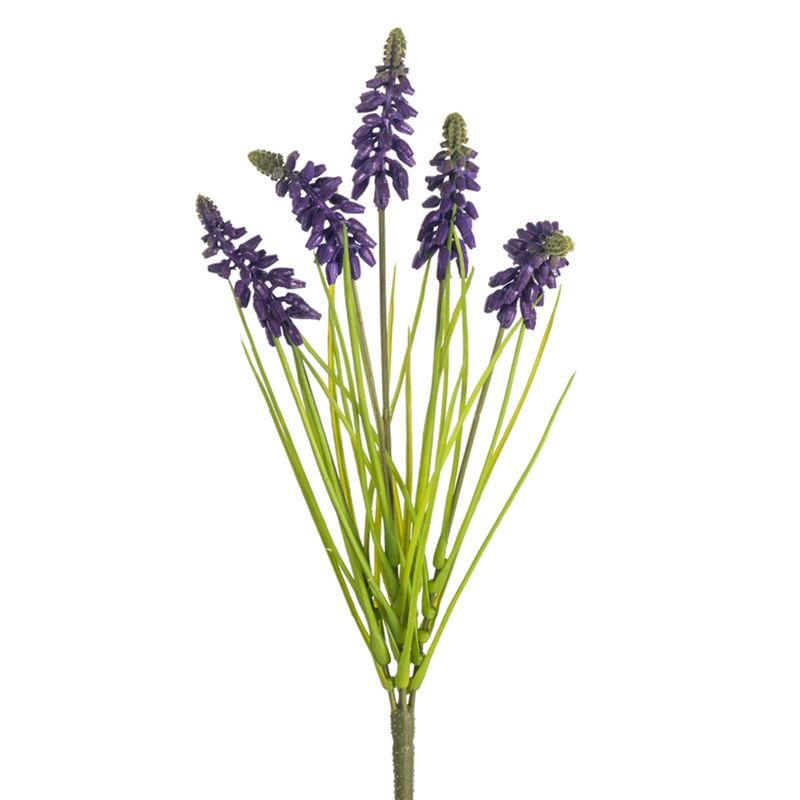 1B299 Grape Hyacinth