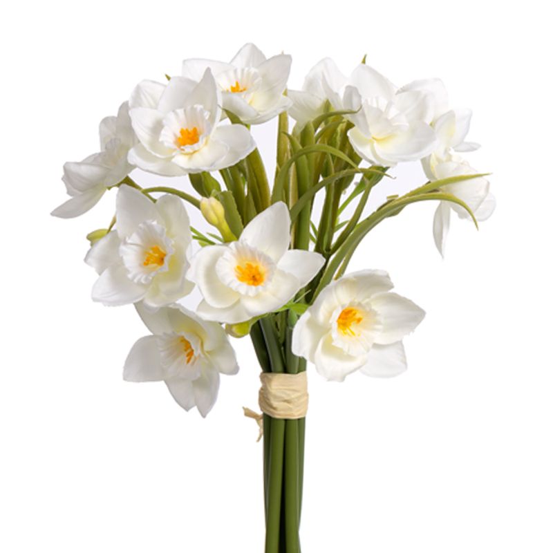 1B290 Narcissus