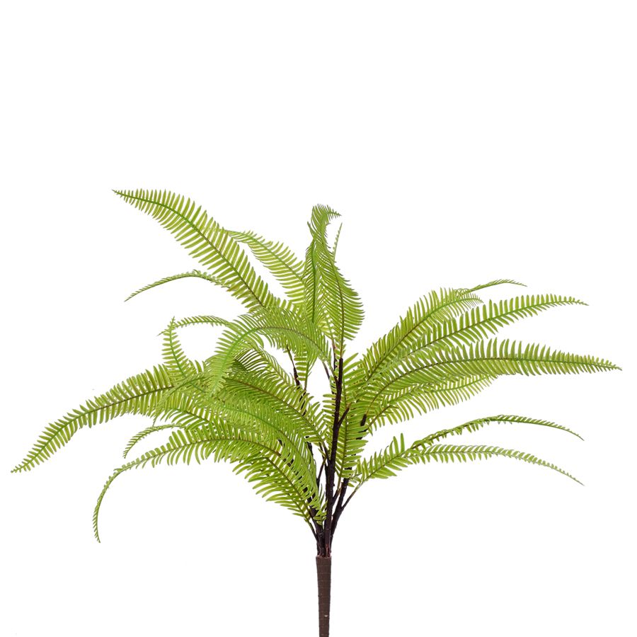 1B277 Maidenhair Fern