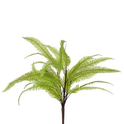 1B277 Maidenhair Fern