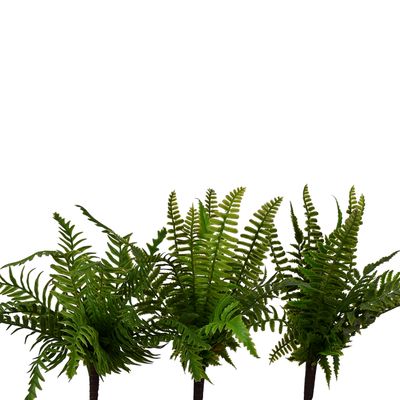 1B288 Fern