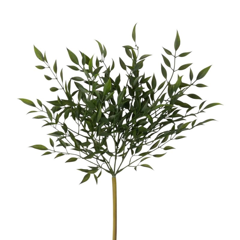 1B267 Ruscus