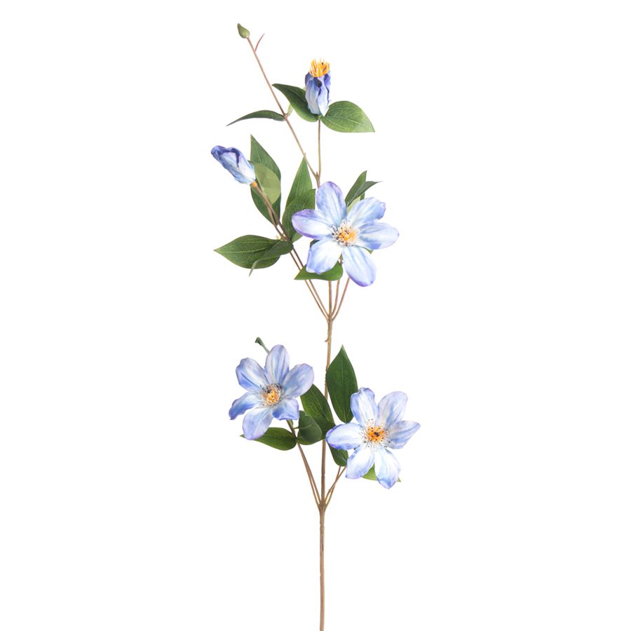 1B292 Clematis