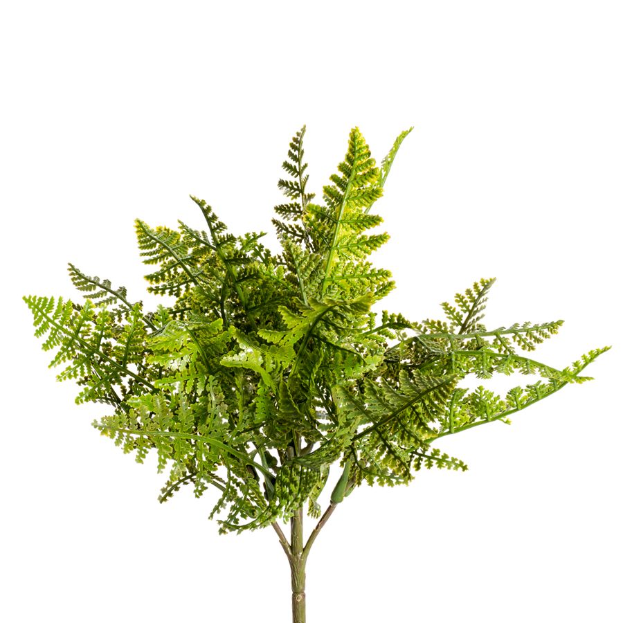 1B293 Maidenhair Fern