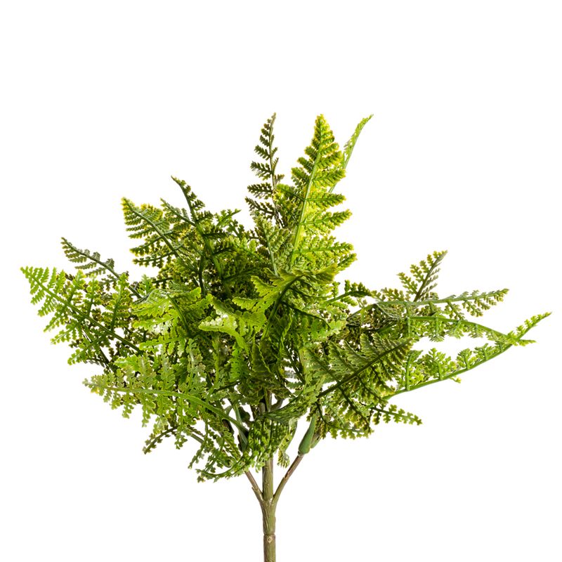 1B293 Maidenhair Fern