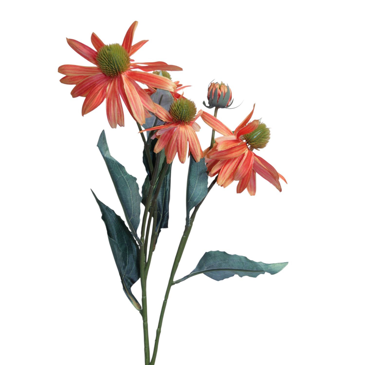 1B307 Cone Flower