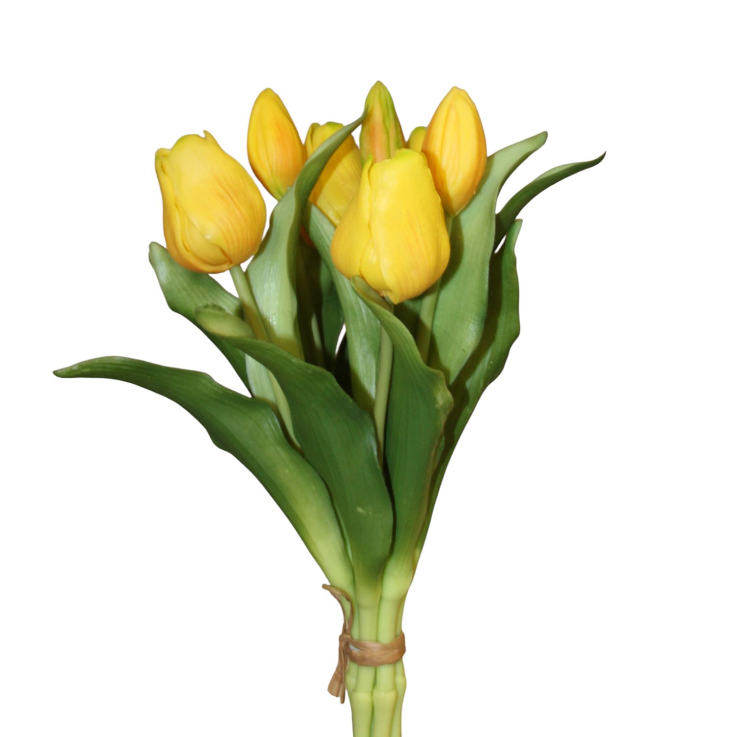 1B312 Tulips