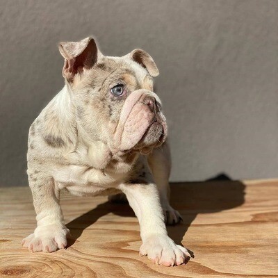 FRED