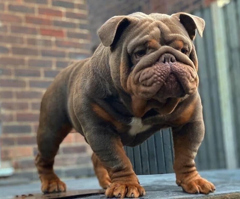 Hulk