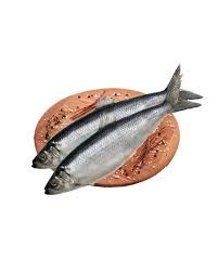 Whole Jumbo Cured Atlantic Herring (vacuum-package)