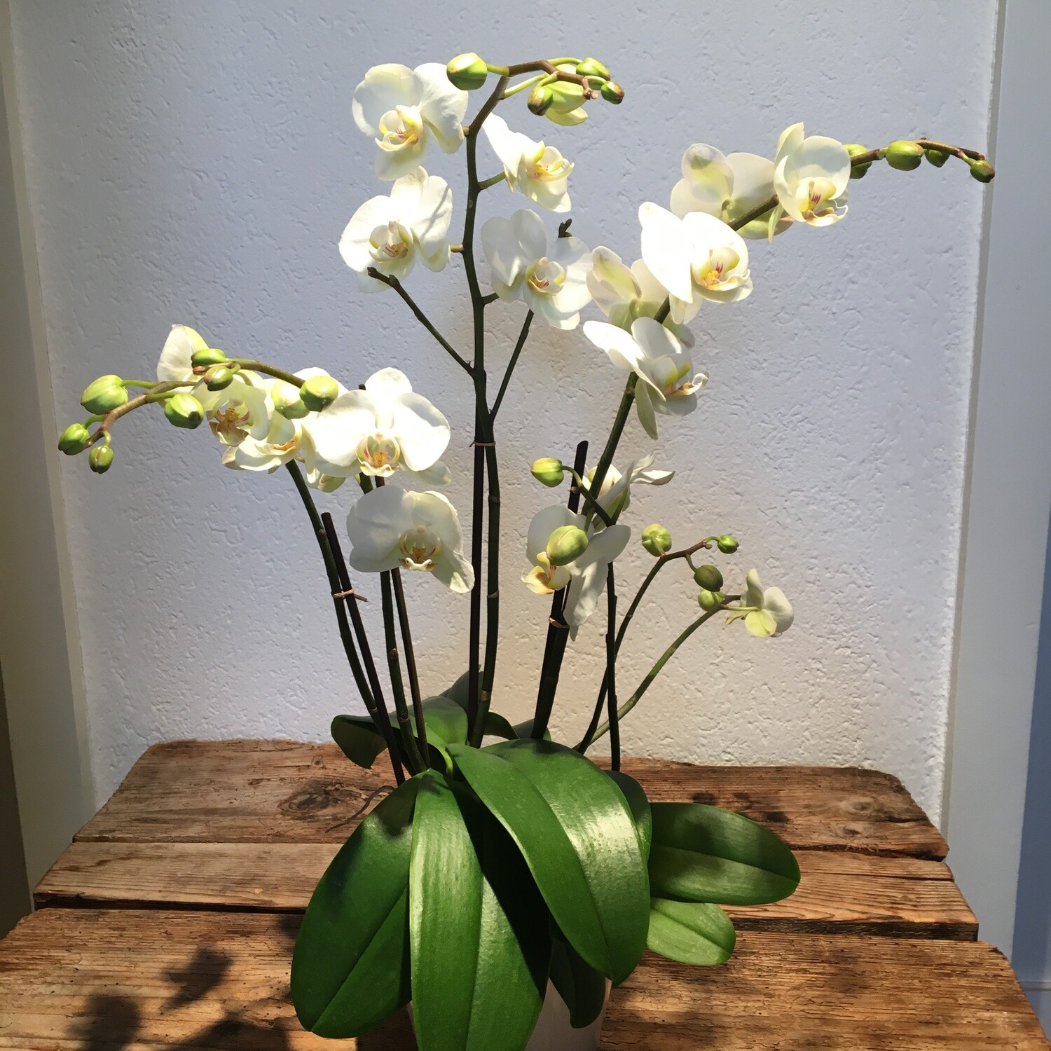 Phalaenopsis Orchidee weiss mit Übertopf