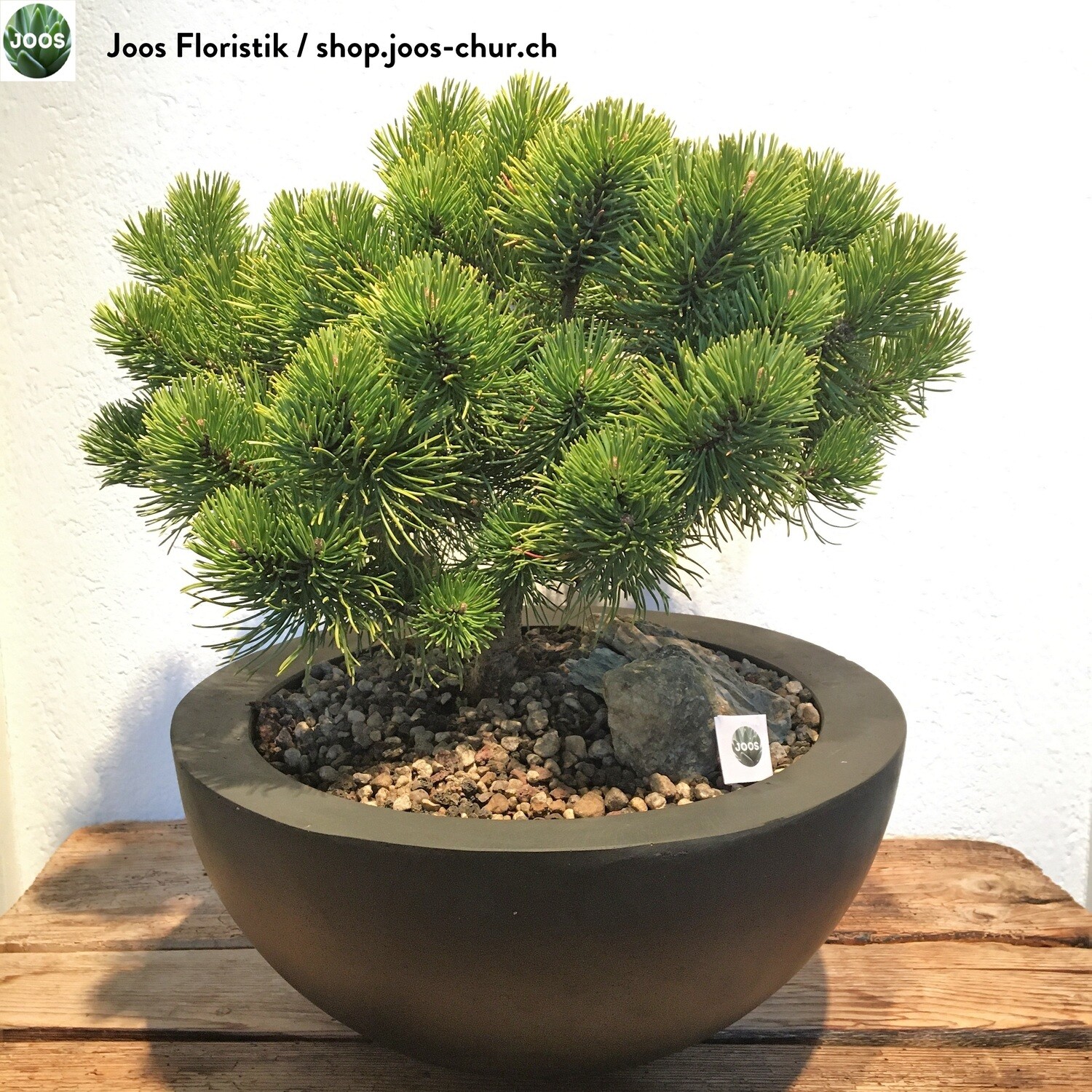 Pinus mugo "March"- fast ein Bonsai!