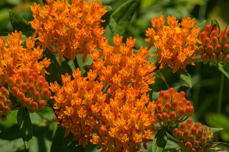 Asclepias tuberosa • Butterfly weed (milkweed, 100 seeds)