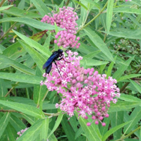 Asclepias incarnata • Rose milkweed (100 seeds)
