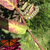 Monarch Supplement (seeds)