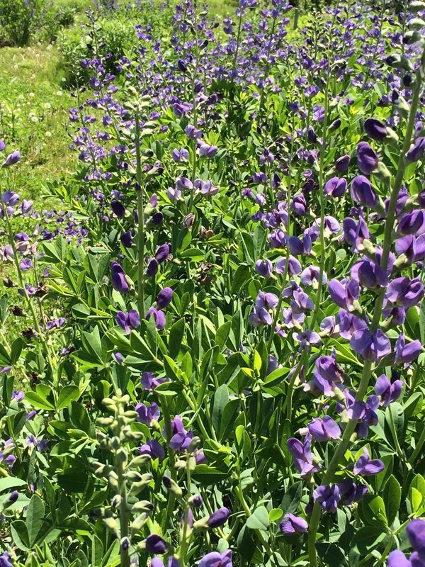 Bee & Butterfly Boost (seeds)